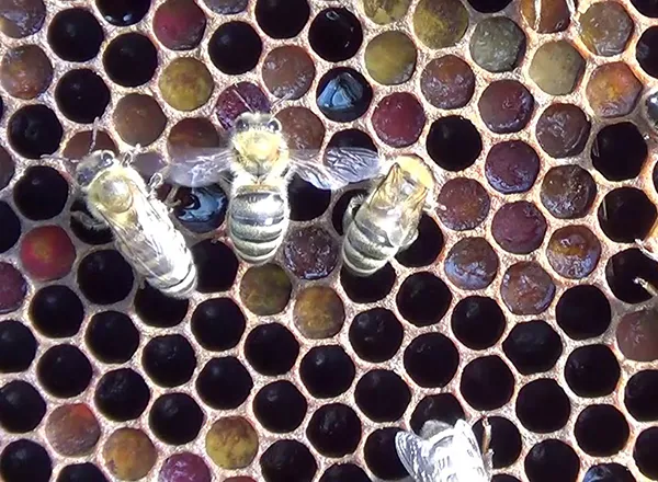 Pčele na ramu sa pergom i medom